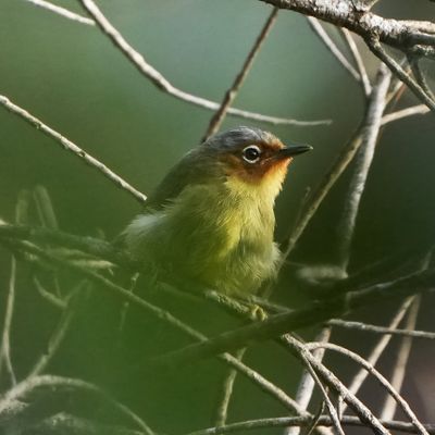 CHESTNUT-FACED BABBLER - BYZ06839x.jpg