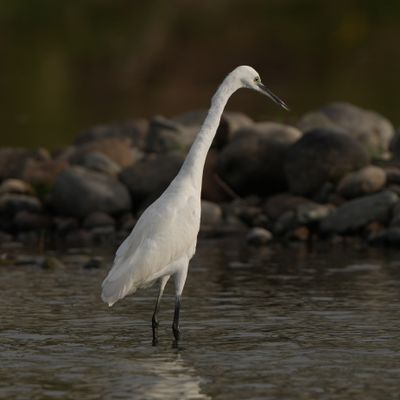 LITTLE EGRET - BYZ06306a.jpg
