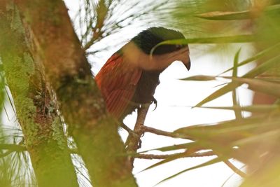 PHILIPPINE COUCAL - BYZ07565x.jpg