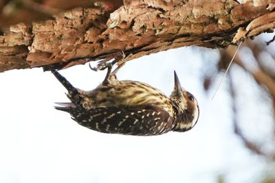 PHILIPPINE PYGMY WOODPECKER - BYZ07585a.jpg