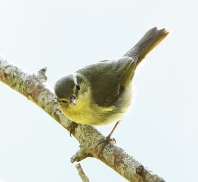 ARCTIC WARBLER - BYZ06176x.jpg