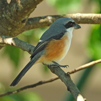 MOUNTAIN SHRIKE - DSCF4060a.jpg