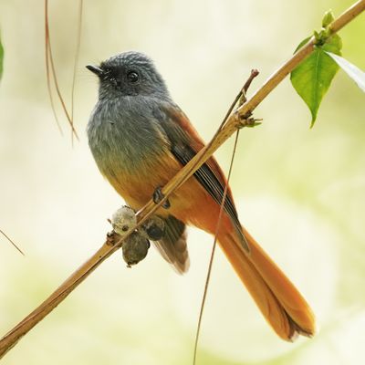 BLUE-HEADED FANTAIL - BYZ07134a.jpg