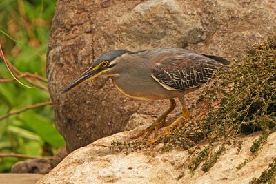 STRIATED HERON - BYZ08015x.jpg