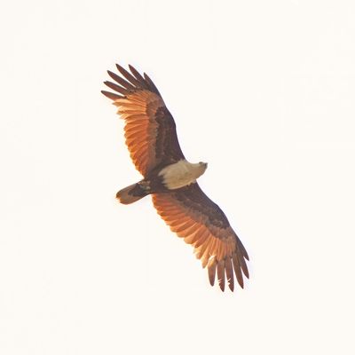 BRAHMINY KITE - BYZ08042x.jpg