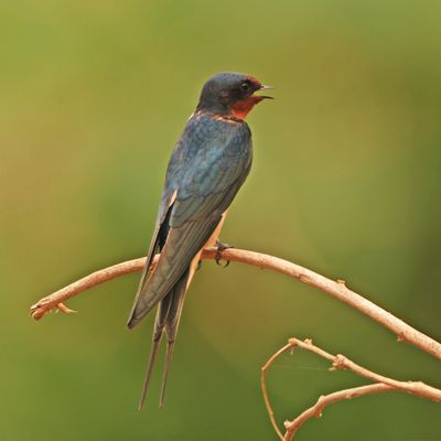BARN SWALLOW - BYZ08133x.jpg