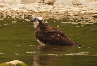 OSPREY - BYZ08137x.jpg