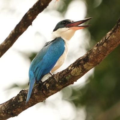 BIRDS