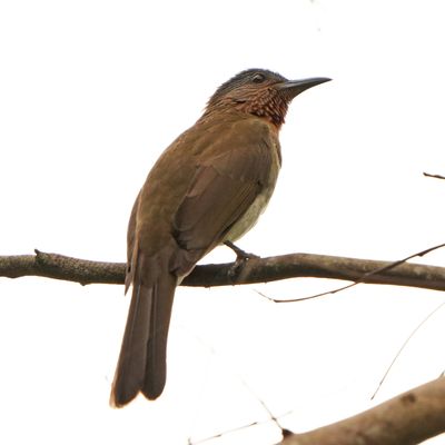 PHILIPPINE BULBUL - BYZ02864a.jpg