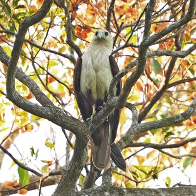 BRAHMINY KITE - BYZ09374x.jpeg