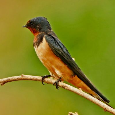 BIRDS