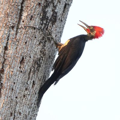WHITE-BELLIED WOODPECKER - BYZ09120x.jpeg