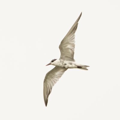 WHISKERED TERN - BYZ08430x.jpeg