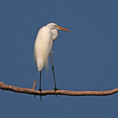 BIRDS
