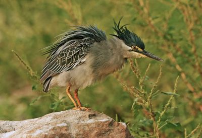 BIRDS