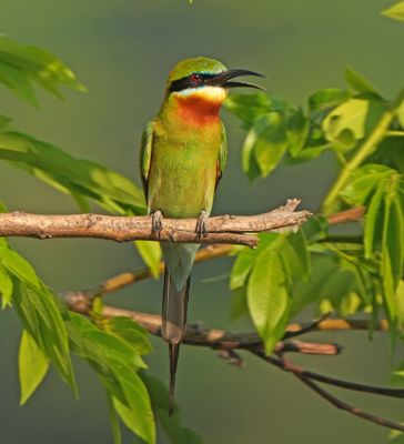 BIRDS