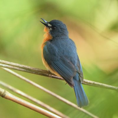 BIRDS
