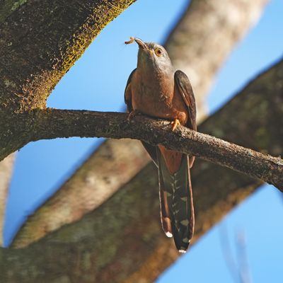BIRDS