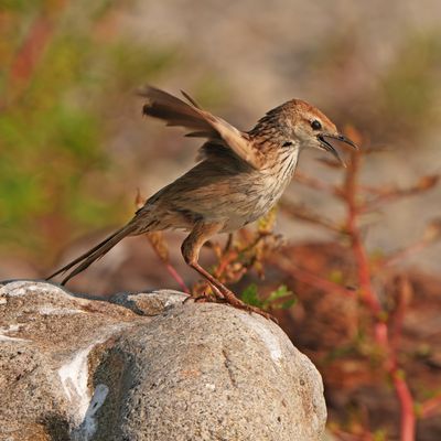 BIRDS