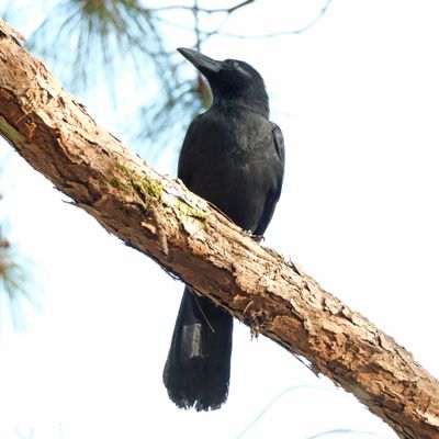 BIRDS