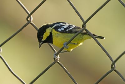 BIRDS