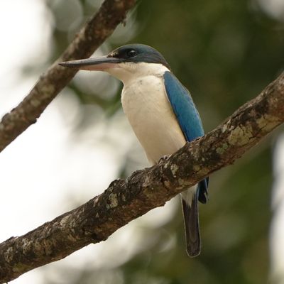 BIRDS