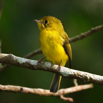 BIRDS