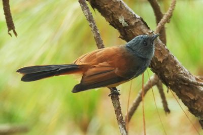 BLUE-HEADED FANTAIL - DSCF7233x.jpg