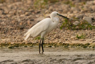 LITTLE EGRET - BYZ08724a.jpg
