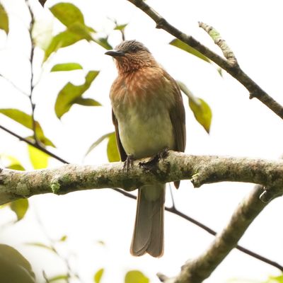 PHILIPPINE BULBUL - BYZ02109a.jpg