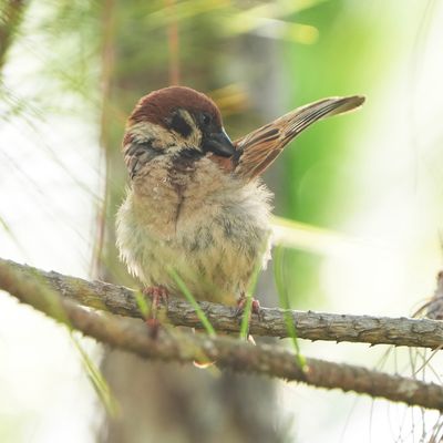 EURASIAN TREE SPARROW - BYZ09800x.jpg