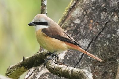 BROWN SHRIKE - BYZ09705a.jpg