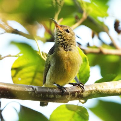 GARDEN SUNBIRD - BYZ04525a.jpg