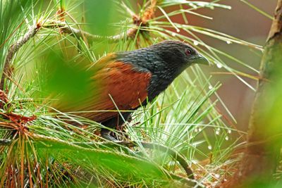 BIRDS