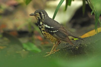 BIRDS