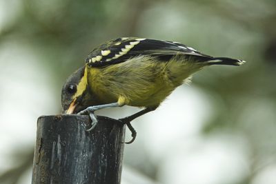 BIRDS