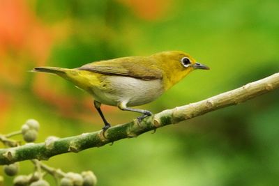 LOWLAND WHITE-EYE - BYZ00167a.jpg