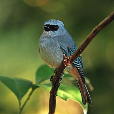BIRDS