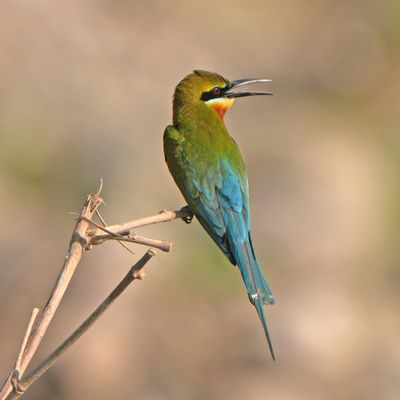 BIRDS