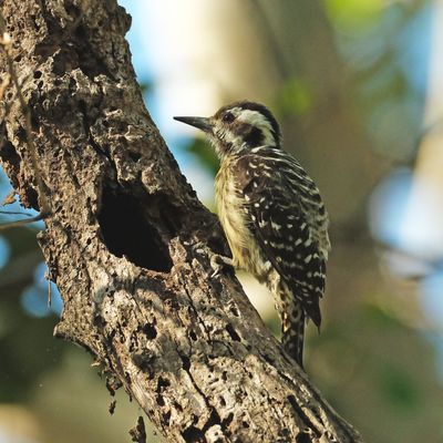 PHILIPPINE PYGMY WOODPECKER - DSCF4235a.jpg