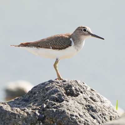 COMMON SANDPIPER - BYZ06393a.jpg