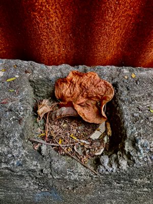 ARAWANG LARAWAN : ONE PHOTO A DAY