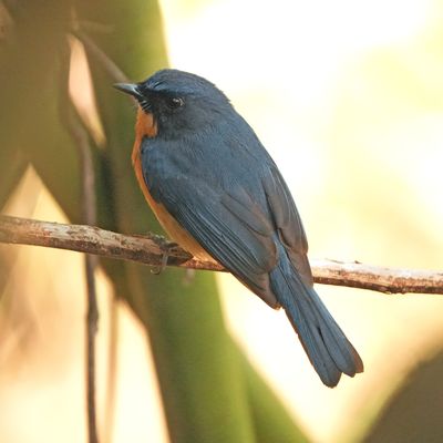 BIRDS