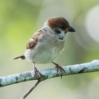 BIRDS