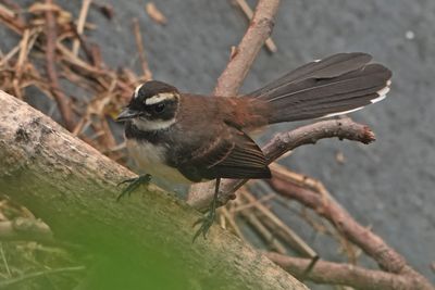 BIRDS