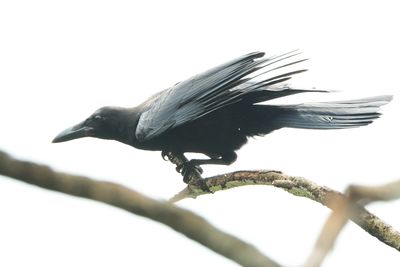 PHILIPPINE JUNGLE CROW - DSCF7771x.jpg