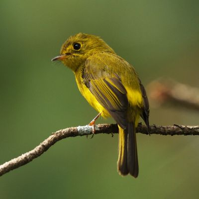 BIRDS