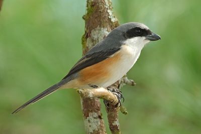 BIRDS 