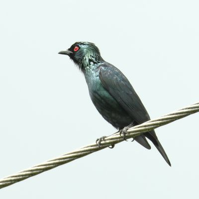 ASIAN GLOSSY STARLING - DSCF7898x.jpg