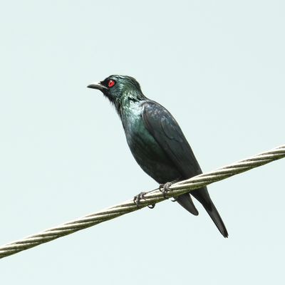 BIRDS